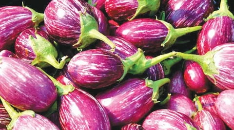 تصویر 4 از بادمجان خط دار محصولی ویژه و خاص